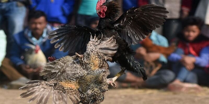 Gà đòn cựa dao luôn là nội dung được yêu thích 