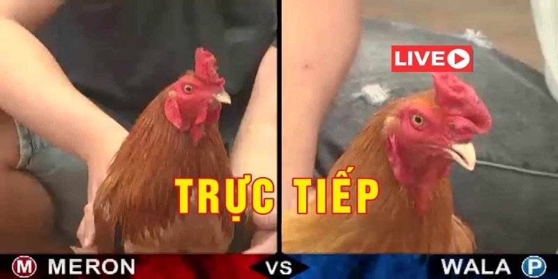 Live trực tiếp trận đấu 