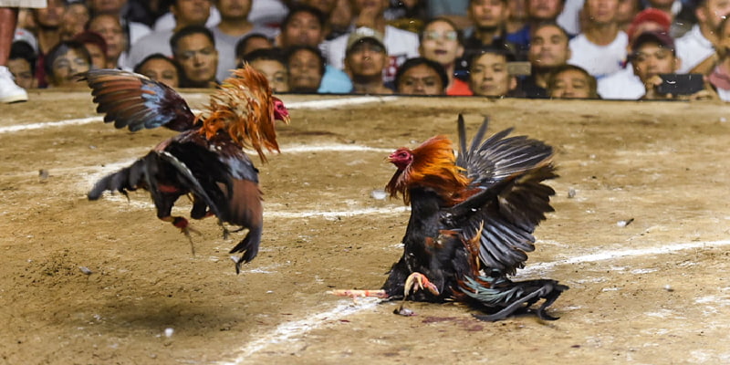 Chiến kê Peru thi đấu mãn nhãn