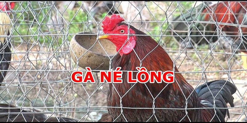 Gà né lồng là gì