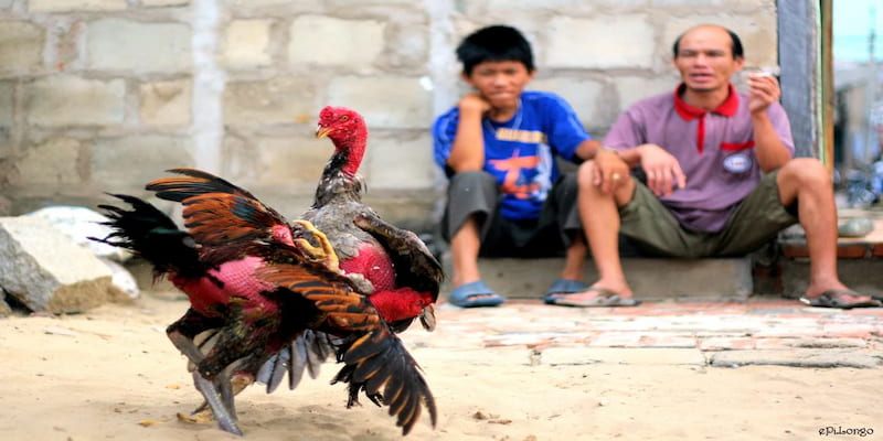 Ngoại hình phong độ và dũng mãnh là ưu thế làm áp đảo tinh thần kẻ thù