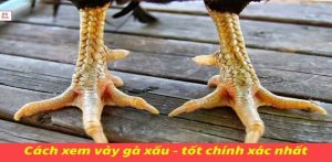 Vảy gà xấu