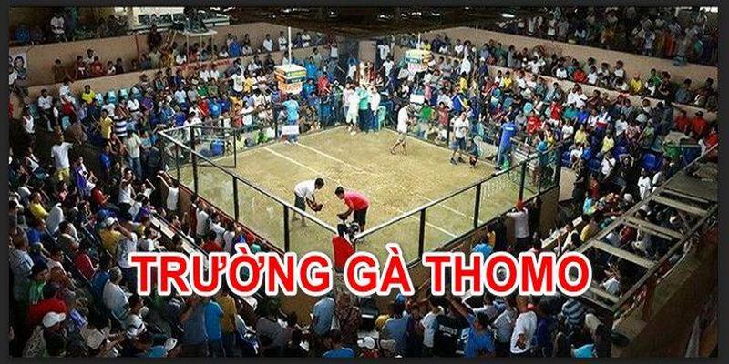 Thông tin về trường gà Thomo