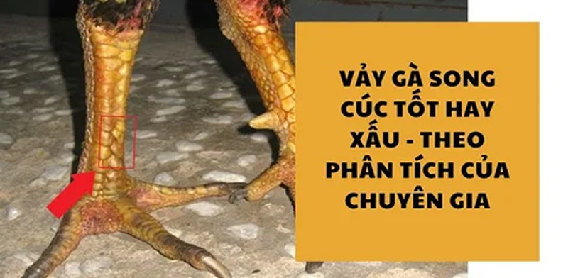 Đặc điểm của vẩy gà song cúc