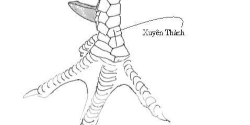 Vảy gà xuyên thành giáp rất tốt