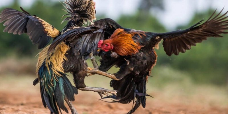 Kinh nghiệm đá gà mạng